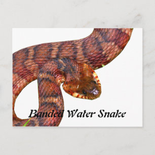 Banded Water Snake Postcard