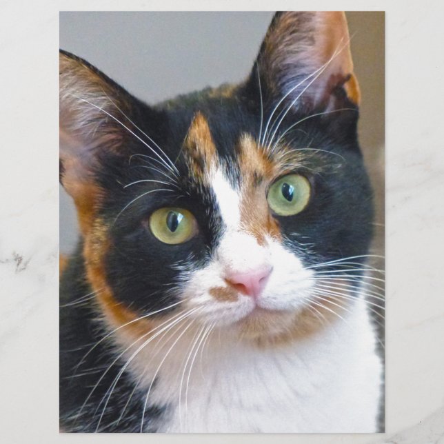Bandit (Front)