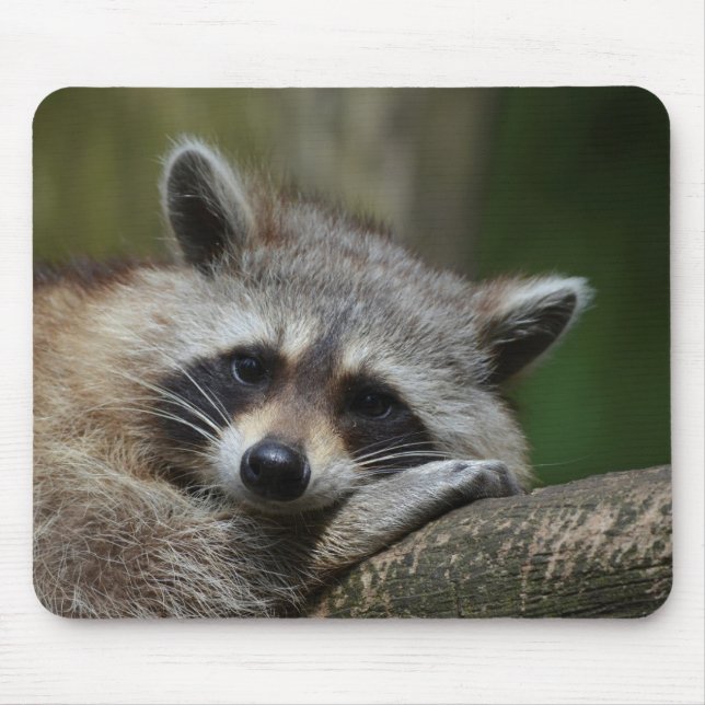 Bandit at Rest Cute Racoon Mouse Pad (Front)