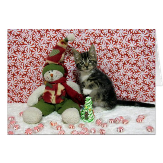 Bandit Kitten Cat Rescue Christmas Card