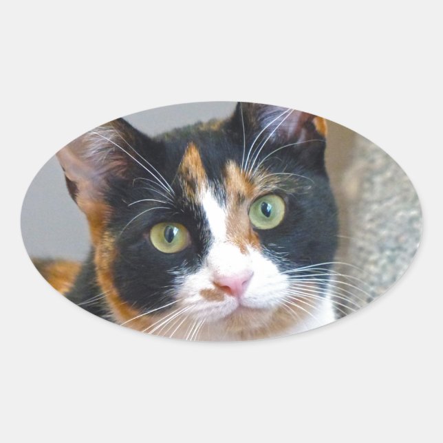 Bandit Oval Sticker (Front)