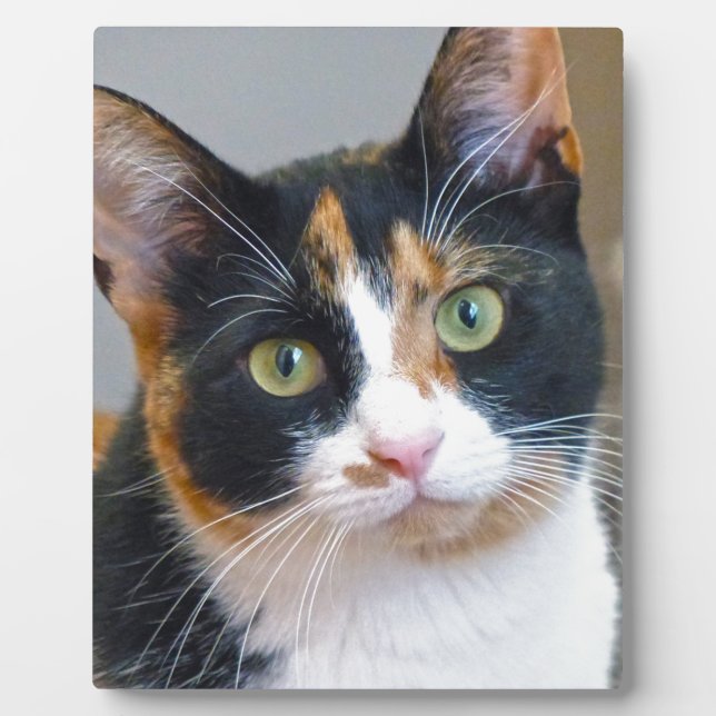 Bandit Plaque (Front)