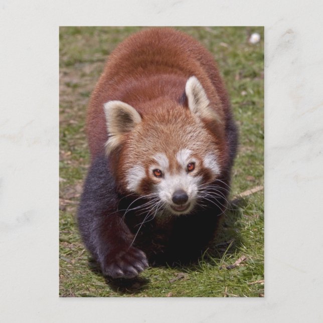 Bandit Postcard (Front)