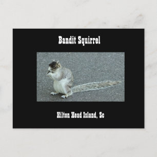 Bandit Squirrel Postcard