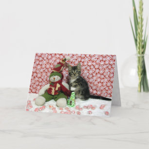 Bandit's Christmas Portrait - Cat / Kitten Holiday Card