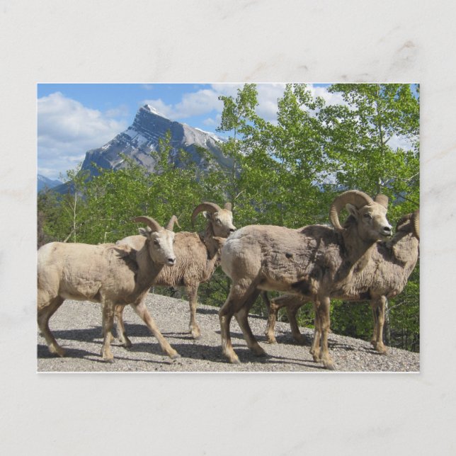 Banff Postcard (Front)