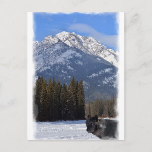 Banff Wolf in Winter with Mt Cascade Postcard