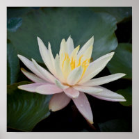Bangladesh Water Lily