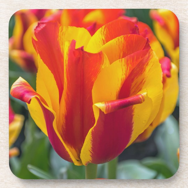 Banja Luka tulips hard plastic coasters (Front)