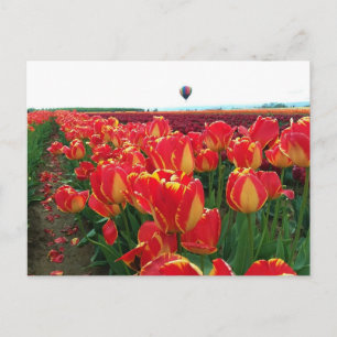 Banja Luka Tulips in a Field with Hot Air Balloon Postcard