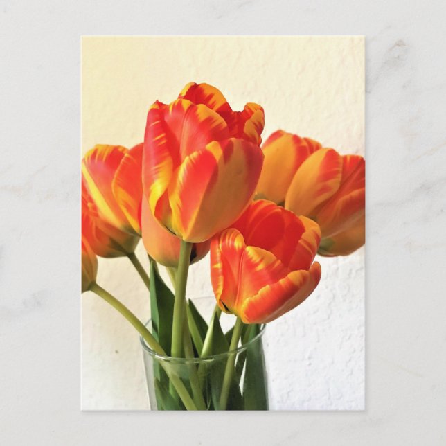 Banja Luka Tulips Postcard (Front)