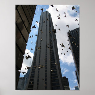 Bank One Plaza vs. Pigeon Escape  Poster