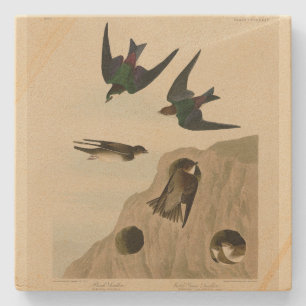 Bank, Violet-green Swallows, Audubon Birds America Stone Coaster