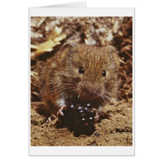 bank vole