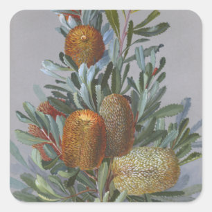 Banksia Australian Wildflower Watercolor Poster Square Sticker