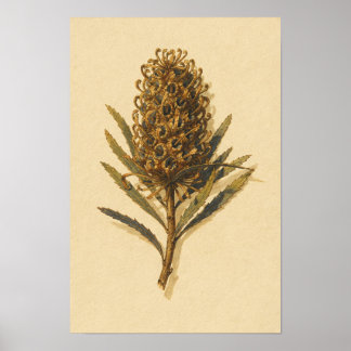 Banksia Cone Botanical Study – 12 x 18 Poster