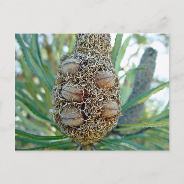 Banksia cone with seed pods postcard (Front)