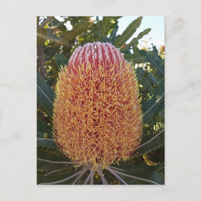Banksia flower  postcard (Front)