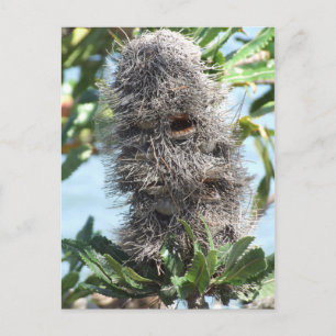 Banksia Postcard