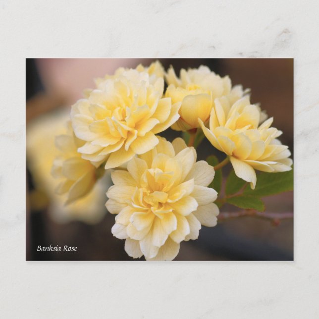 Banksia Rose [Postcard] Postcard (Front)