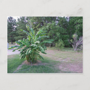 Bannana Trees Postcard