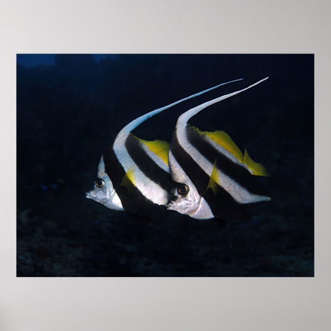 Bannerfish Pair Poster (Front)
