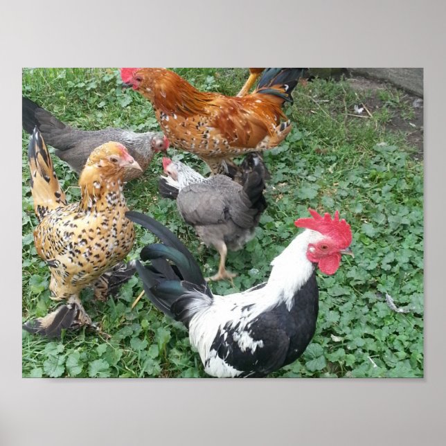 Bantam Chicken Poster (Front)