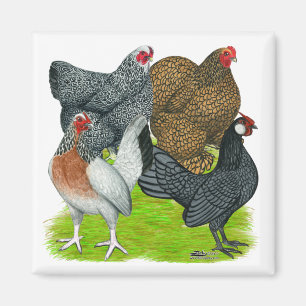 Bantam Hen Quartet Magnet