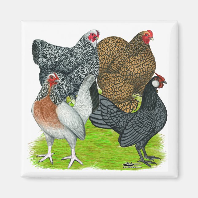 Bantam Hen Quartet Magnet (Front)