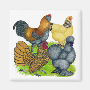 Bantam Quartet Magnet