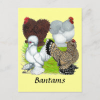 Bantams Feather Legged