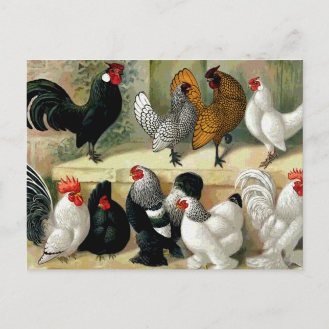 "Bantams" Vintage Illustration Postcard (Front)