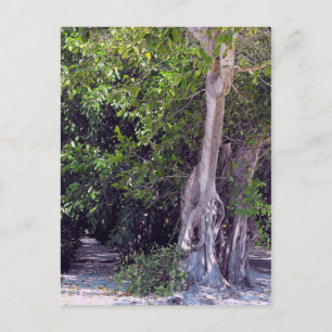 Banyan Street Postcard