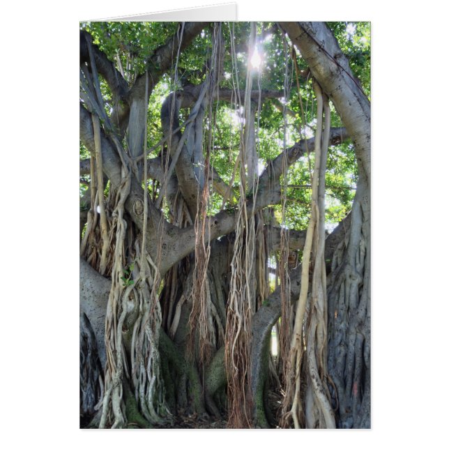Banyan Tree (Front)