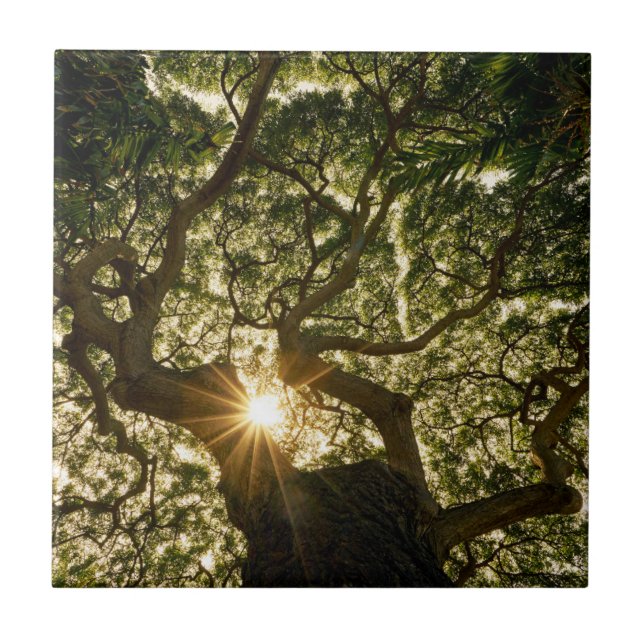 Banyan Tree Canopy Sunstar Ceramic Tile (Front)