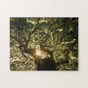 Banyan Tree Canopy Sunstar Jigsaw Puzzle