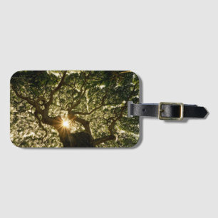 Banyan Tree Canopy Sunstar Luggage Tag