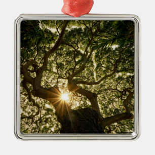 Banyan Tree Canopy Sunstar Metal Ornament