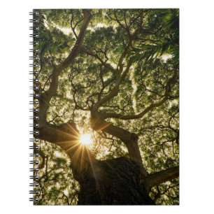 Banyan Tree Canopy Sunstar Notebook