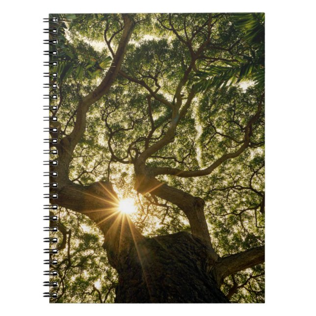 Banyan Tree Canopy Sunstar Notebook (Front)