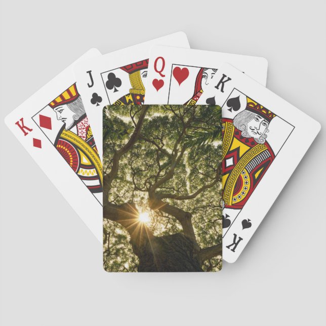 Banyan Tree Canopy Sunstar Playing Cards (Back)