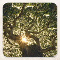 Banyan Tree Canopy Sunstar