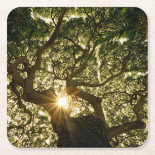 Banyan Tree Canopy Sunstar Square Paper Coaster