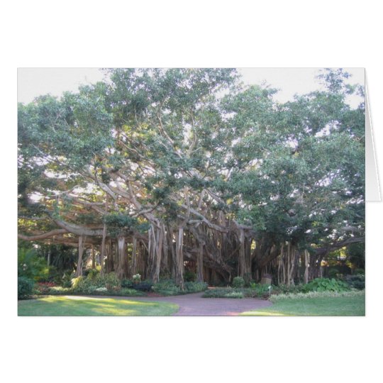Banyan Tree Card