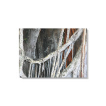 Banyan Tree Closeup Photo