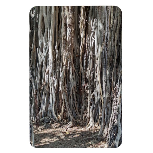 Banyan Tree Photo Magnet (Vertical)