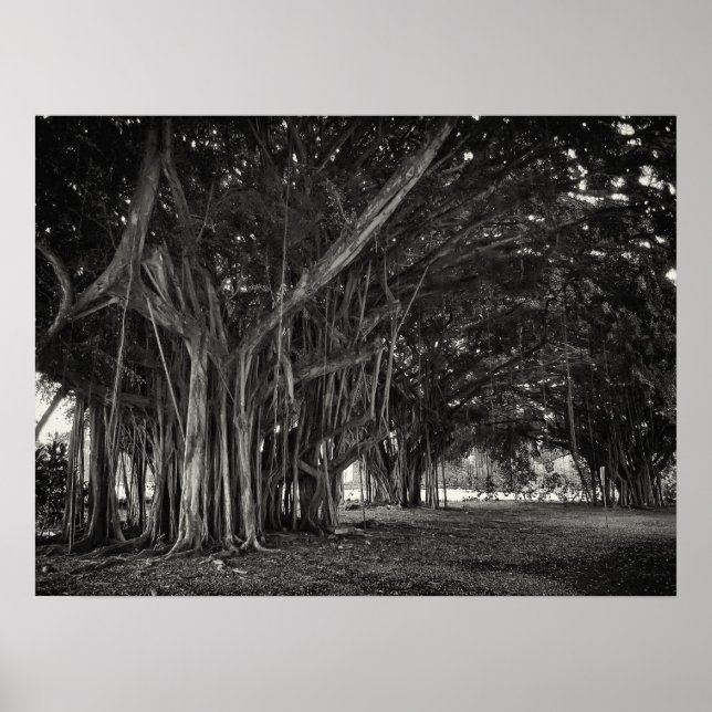 BANYAN TREE ROOT STRUCTURE POSTER (Front)