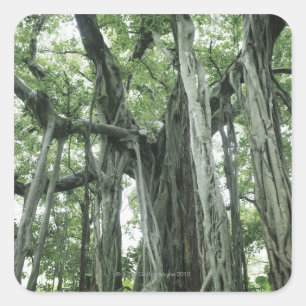Banyan Tree Square Sticker