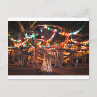 Banyan Tree with Holiday Lights Postcard