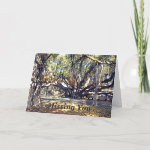 Banyon Tree in Lahaina Maui, Missing You Card